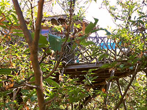 Cabane dans l'Arbre - gîte Lacoste